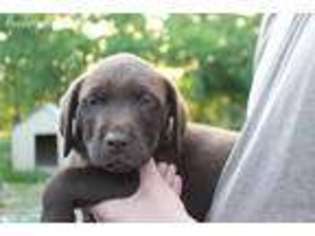 Labrador Retriever Puppy for sale in Forsyth, MO, USA