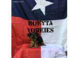 Yorkshire Terrier Puppy for sale in Victoria, TX, USA