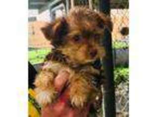Yorkshire Terrier Puppy for sale in Laton, CA, USA