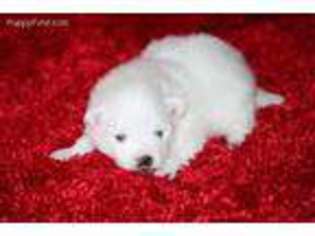 American Eskimo Dog Puppy for sale in Mapleton, UT, USA