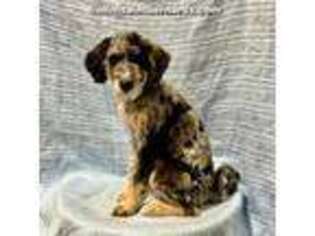 Saint Berdoodle Puppy for sale in Annville, PA, USA