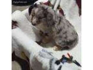 Miniature Australian Shepherd Puppy for sale in Sullivan, IL, USA