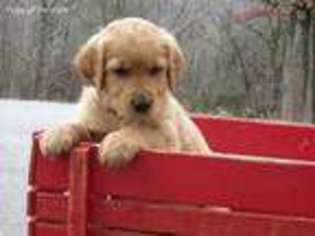 Golden Retriever Puppy for sale in Rolla, MO, USA