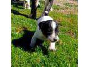 Jack Russell Terrier Puppy for sale in Yellville, AR, USA