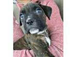 Boxer Puppy for sale in Chesapeake, VA, USA