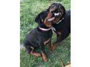 Rottweiler Puppy for sale in Fortuna, MO, USA