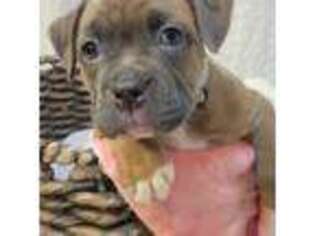 Mutt Puppy for sale in Fitzgerald, GA, USA