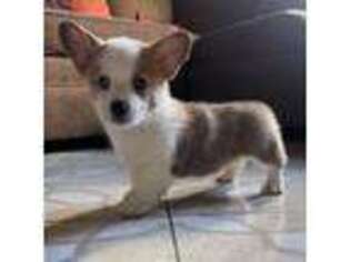 Pembroke Welsh Corgi Puppy for sale in Fresno, CA, USA