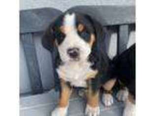 Greater Swiss Mountain Dog Puppy for sale in Elk Grove, CA, USA