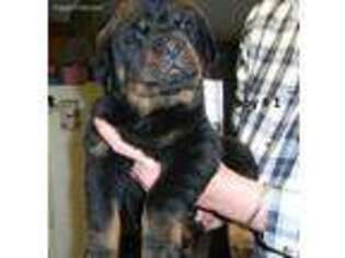 Rottweiler Puppy for sale in Cassville, MO, USA
