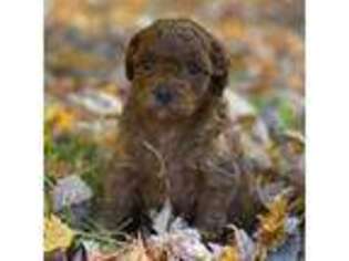 Cavapoo Puppy for sale in North Kingstown, RI, USA