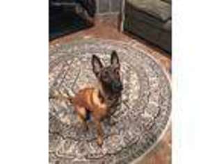 Belgian Malinois Puppy for sale in Jacksonville, FL, USA