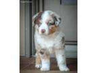Miniature Australian Shepherd Puppy for sale in Dewey, OK, USA