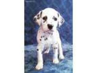 Dalmatian Puppy for sale in Palmetto, FL, USA