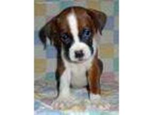 Boxer Puppy for sale in Woodbridge, NJ, USA