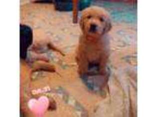 Golden Retriever Puppy for sale in Perryopolis, PA, USA
