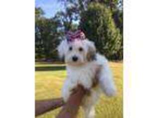 Havanese Puppy for sale in Gravette, AR, USA