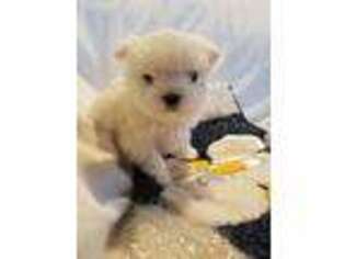 Maltese Puppy for sale in Winchester, VA, USA