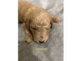 Goldendoodle Puppy for sale in Montgomery, TX, USA