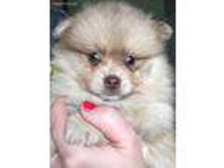 Pomeranian Puppy for sale in Medway, OH, USA