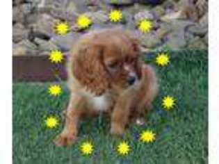 Cavalier King Charles Spaniel Puppy for sale in Farmington, AR, USA