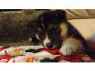 Shiba Inu Puppy for sale in Barre, MA, USA
