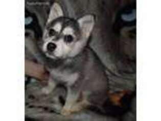 Alaskan Klee Kai Puppy for sale in Portland, OR, USA