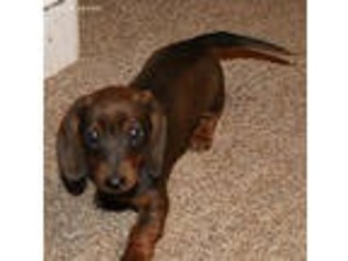 Dachshund Puppy for sale in Littleton, CO, USA