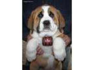 Greater Swiss Mountain Dog Puppy for sale in Lowville, NY, USA