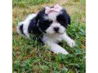Shorkie Tzu Puppy for sale in Rock Hill, SC, USA