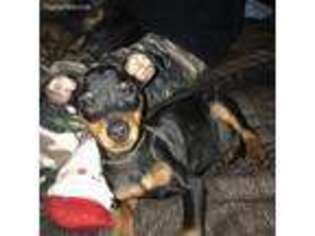Miniature Pinscher Puppy for sale in Indianapolis, IN, USA