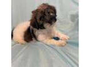 Havanese Puppy for sale in Caulfield, MO, USA