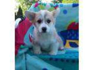 Pembroke Welsh Corgi Puppy for sale in Oneida, IL, USA