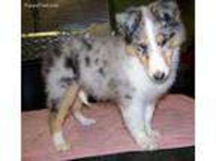 Collie Puppy for sale in Polk, OH, USA