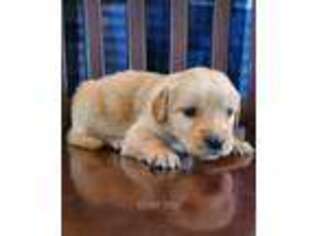 Golden Retriever Puppy for sale in Pleasant Hill, MO, USA