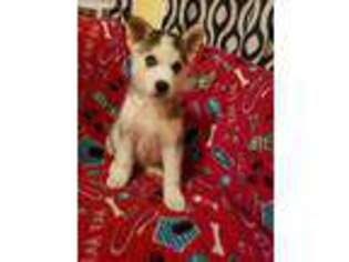 Siberian Husky Puppy for sale in Dade City, FL, USA