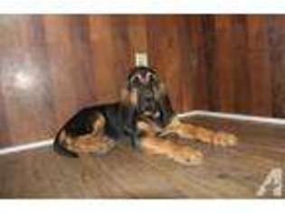 Bloodhound Puppy for sale in FOND DU LAC, WI, USA