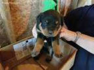 Rottweiler Puppy for sale in Carbondale, IL, USA