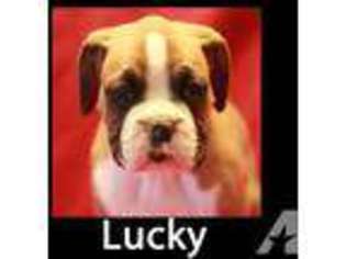 Boxer Puppy for sale in DAVENPORT, IA, USA