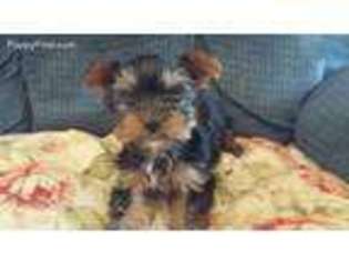 Yorkshire Terrier Puppy for sale in Round Mountain, CA, USA