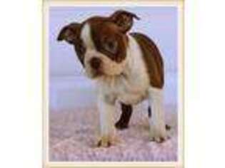 Boston Terrier Puppy for sale in Dundee, OH, USA