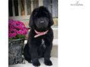 Newfoundland Puppy for sale in Harrisburg, PA, USA