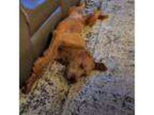 Labradoodle Puppy for sale in Albuquerque, NM, USA