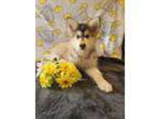 Alaskan Malamute Puppy for sale in Visalia, CA, USA