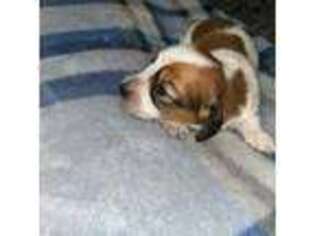 Dachshund Puppy for sale in Tonopah, AZ, USA