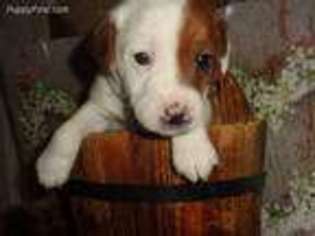 Jack Russell Terrier Puppy for sale in Wills Point, TX, USA