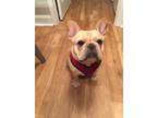 French Bulldog Puppy for sale in Fort Mill, SC, USA