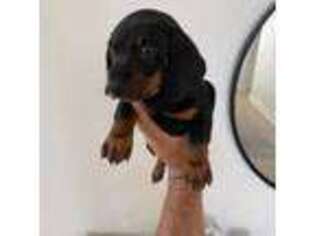 Dachshund Puppy for sale in Citrus Heights, CA, USA