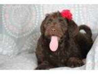 Labradoodle Puppy for sale in Auburn, IN, USA