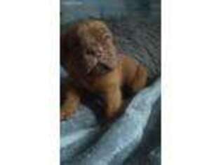 American Bull Dogue De Bordeaux Puppy for sale in Edward, NC, USA